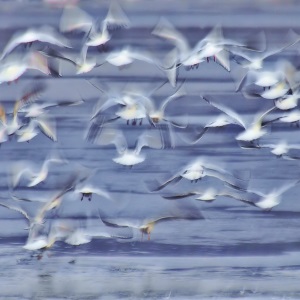 Zuidlaardermeer - Dieren